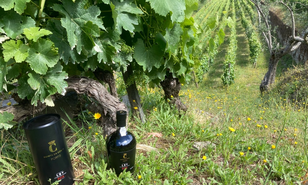 Immersion dans les vignobles