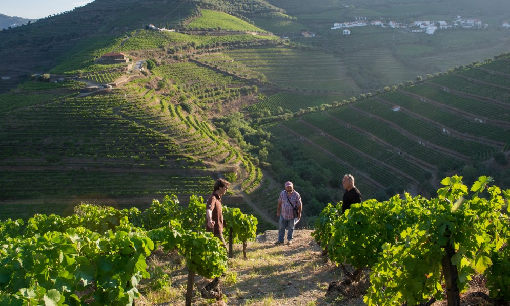 Sentier pédestre dans les vignobles